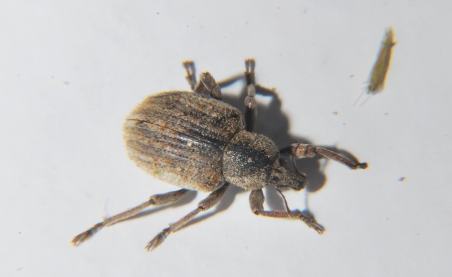 Curculionidae:   cfr. Brachypera  zoilus